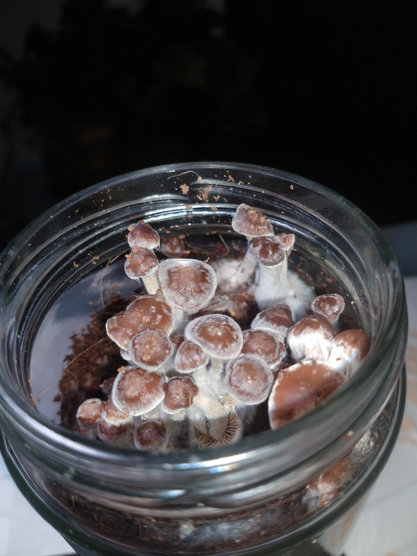 IMG_20211130_210449720