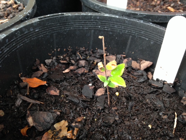 myrciaria guaquiea seedling