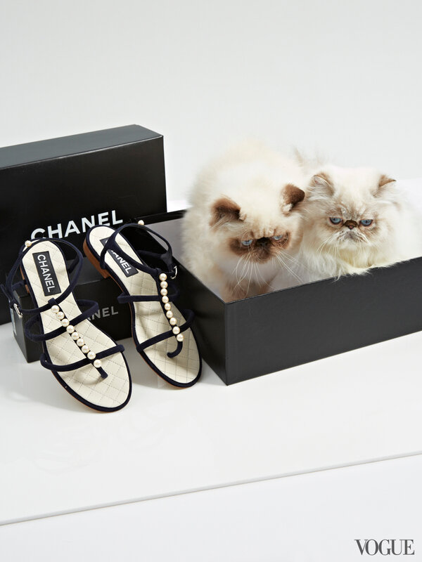 cats-kittens-flats-shoes-12-172734249233