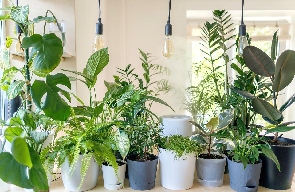 Какие растения лучше всего очищают воздух в помещении