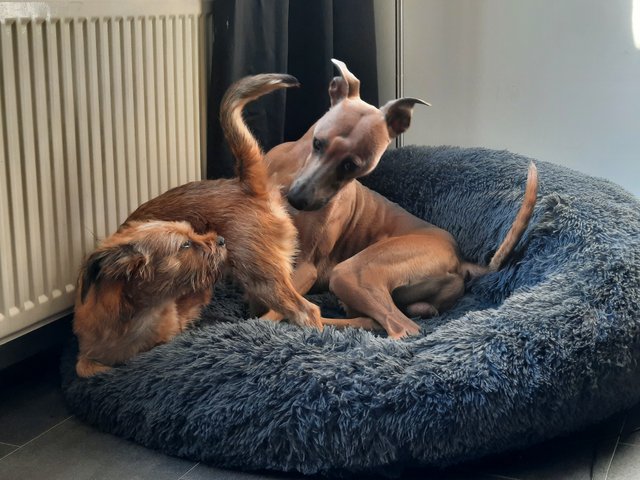 Afbeelding