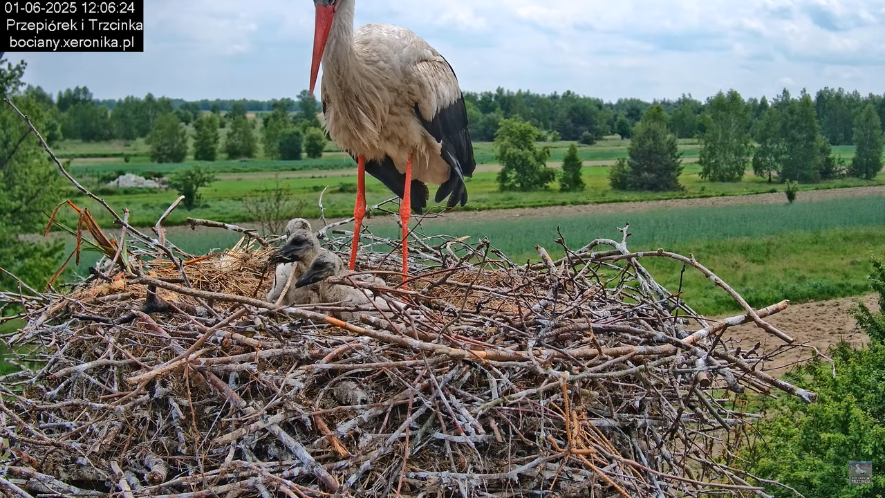 01062025bociany27