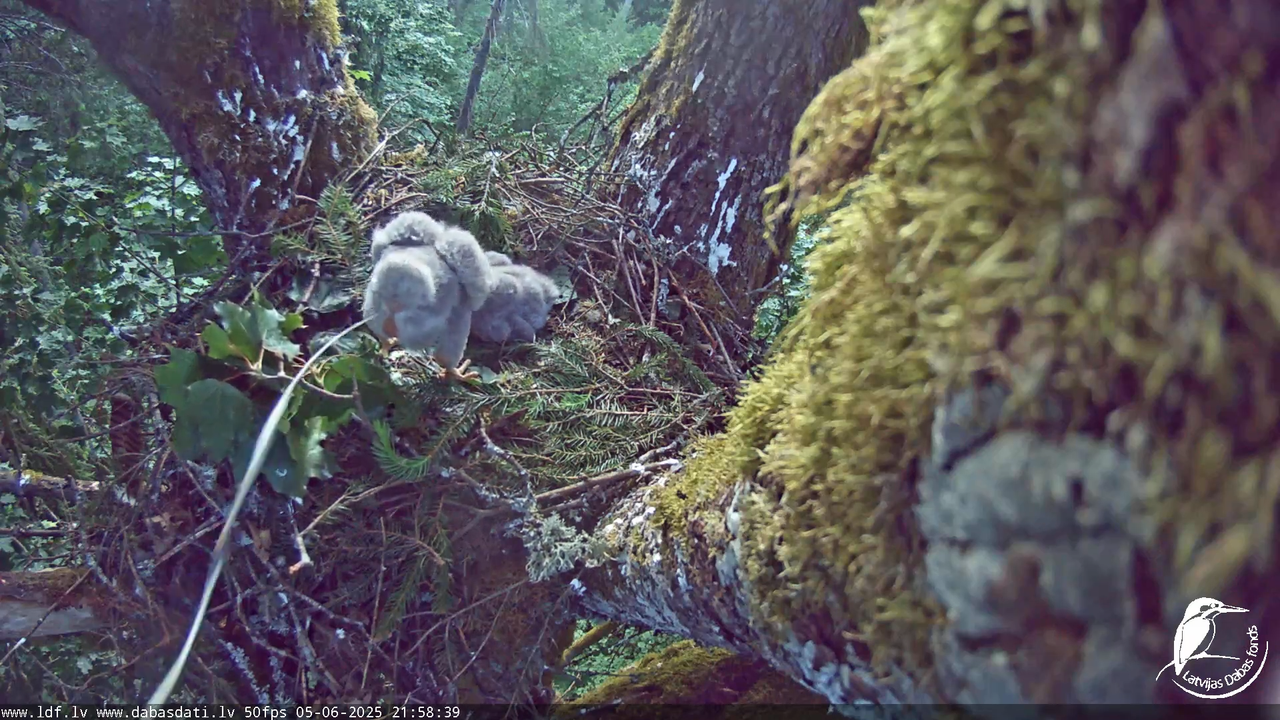 Melnās klijas (Milvus migrans) Kurzemē_ peļu klijāni (Buteo buteo) 13-33-39 screenshot