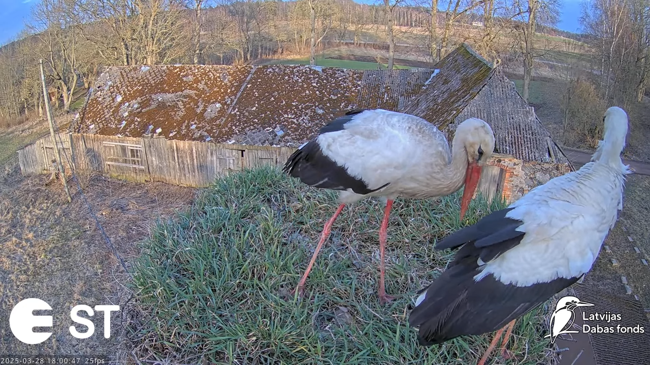 (16) Baltie stārķi (Ciconia ciconia) Tukuma novadā __ White storks in Tukums, Latvia - YouTube - 789