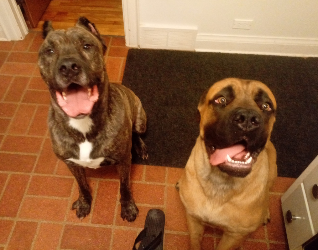 dogs.jpg