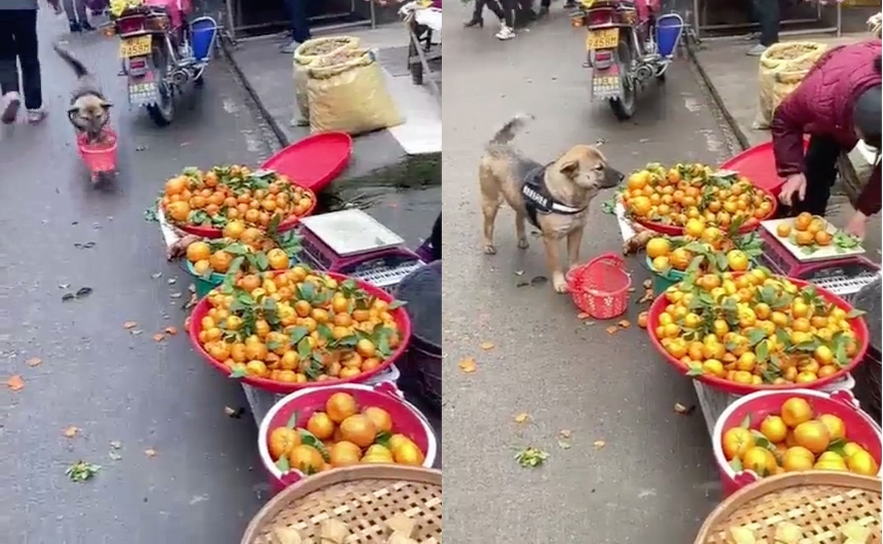 “Delivery perron”, perrito va de compras al mercado