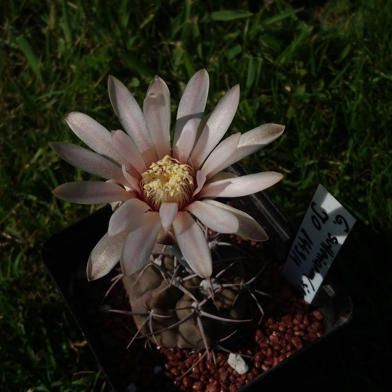 Gymnocalycium sutterianum (siegelianum) JO 1449.1 nr 3