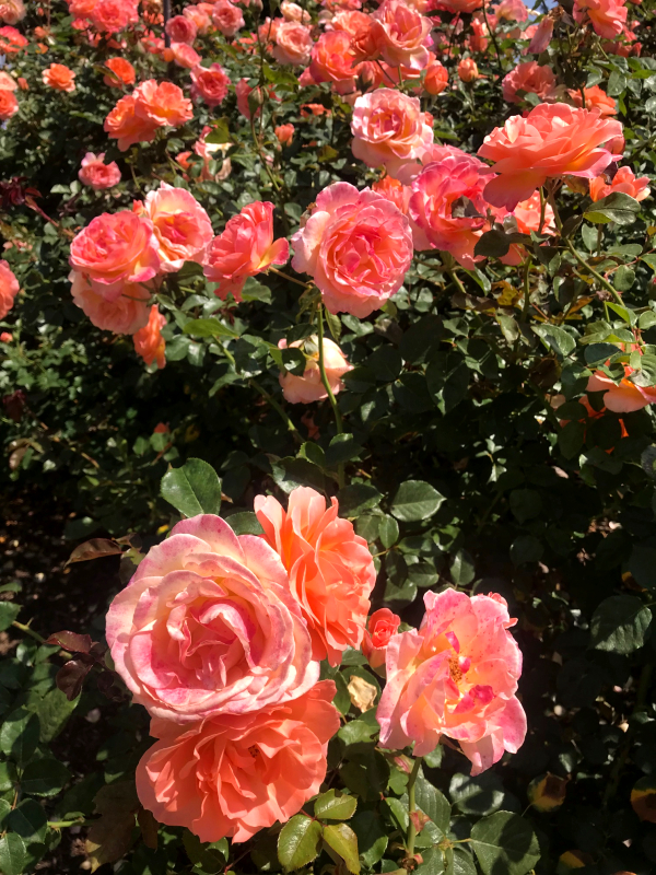 sherbert colored roses