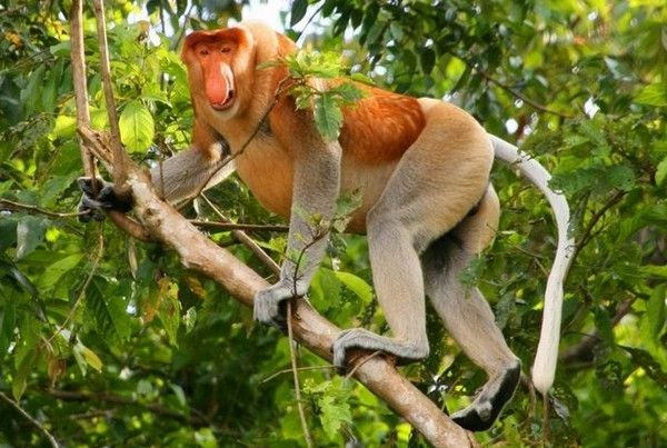 https://i.postimg.cc/mgXz56gv/borneoi-nagyorru-majom.jpg