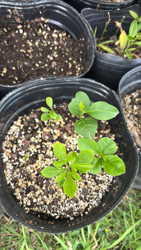 AE4F82C4 CA66 4E8B BA14 AB0534E2C03B