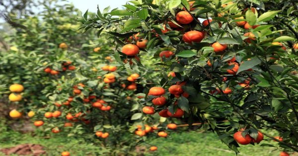 Cách trồng và chăm sóc cây giống cam V2 đúng cách Cay-giong-cam-v2