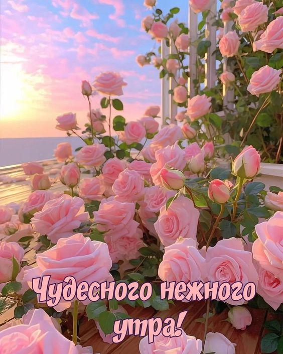 https://i.postimg.cc/mgYc6Zbf/image.jpg