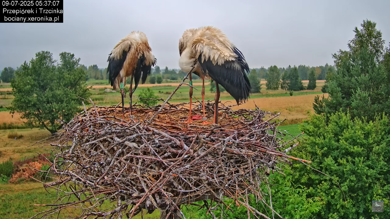 09072025bociany15