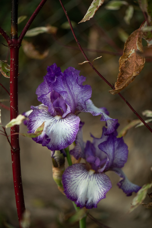 IMG-071ba3dbee20f3ccac4028c6e706b6d3-V