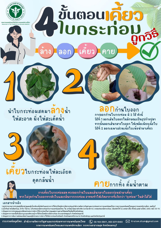 4 ขั้นตอน เคี้ยวใบกระท่อมถูกวิธี