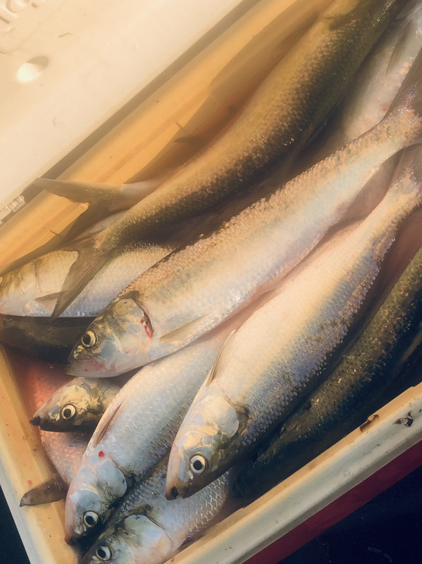 754BEF95-D002-40AF-B241-1CB6BE9E7CFD