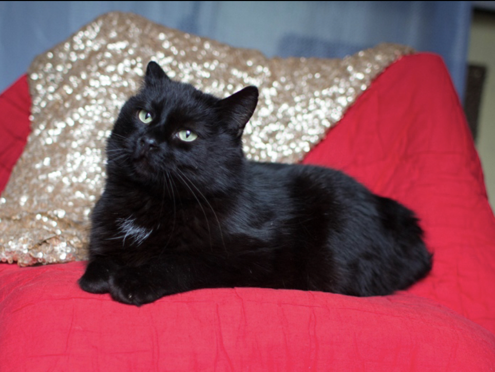 11ABAF4C-D7B2-4C2A-B396-98DD96C06664