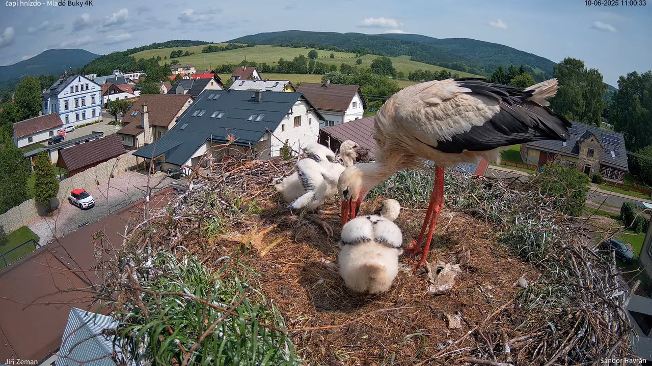 Tiešraides kamera — Mladé Buky — stārķa ligzda 4K 13-43-50 screenshot