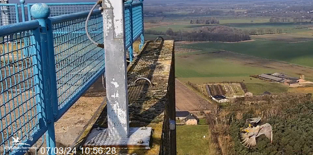 screenshots VWGGemert/Vogelbescherming Nederland. 2024-03-07-105810