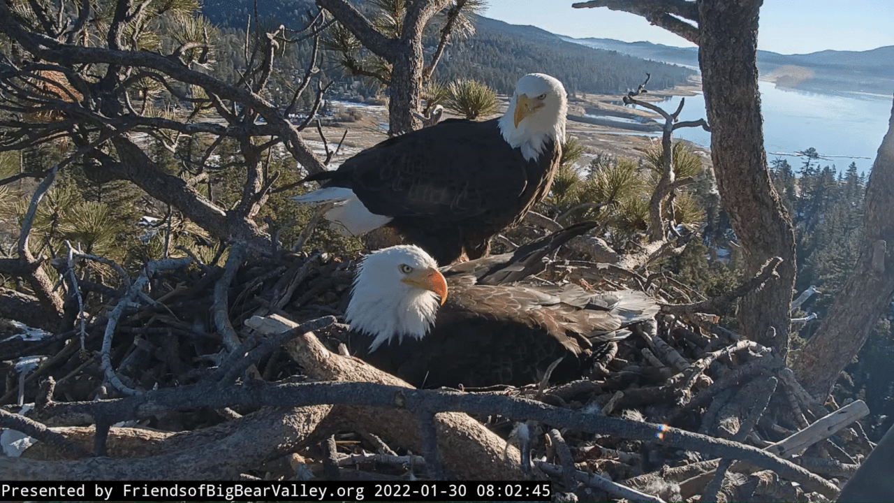 Webp.net-gifmaker (7)