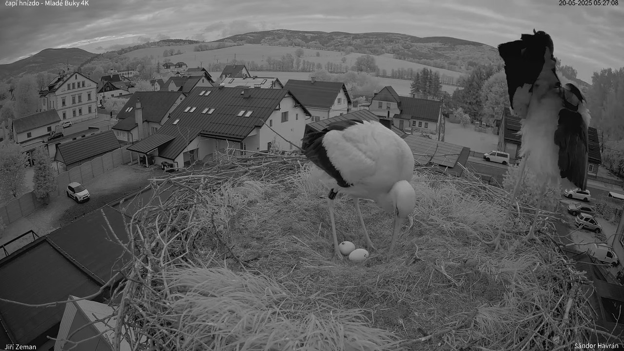 Tiešraides kamera — Mladé Buky — stārķa ligzda 4K 10-35-8 screenshot (1)