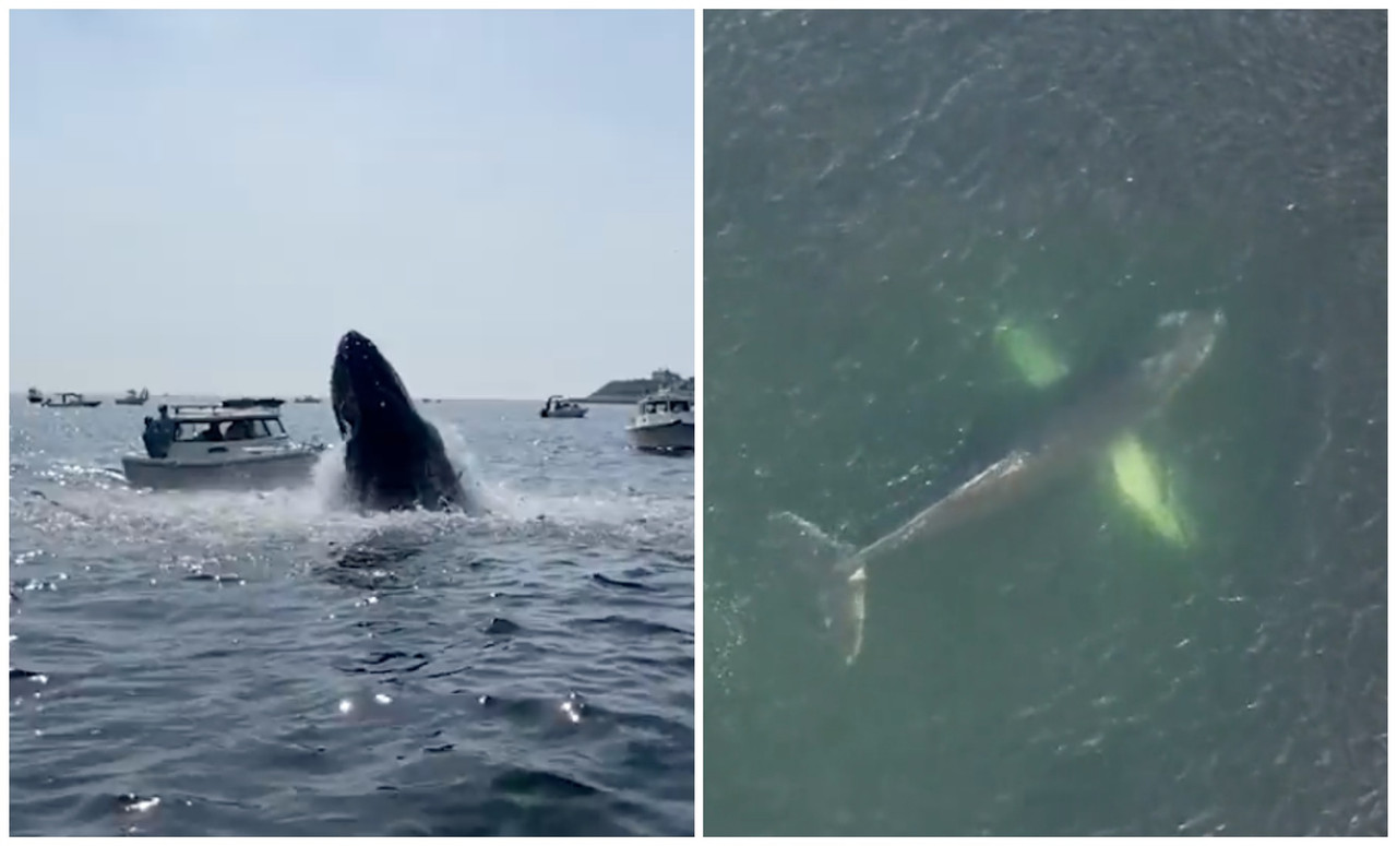 Ballena salta y aterriza sobre un barco en Massachusetts, así se vivió el momento