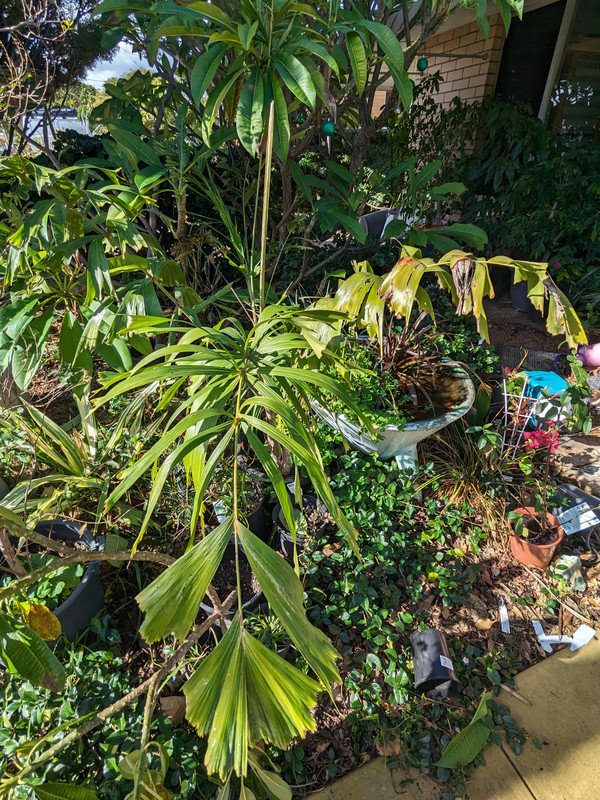 PXL_20240603_040808441