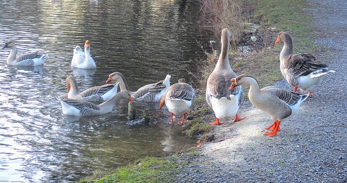 naturiste