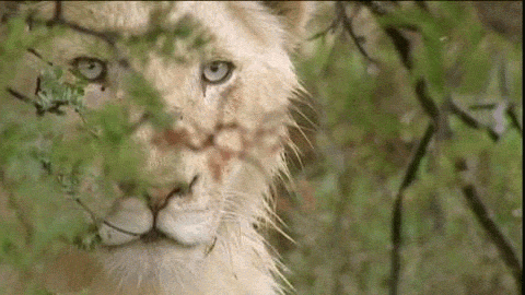 49a6c3d9f369f9bfbf3c8e2534382966.gif