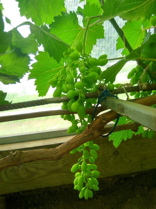 Чарли (фото от 11.07.2018)