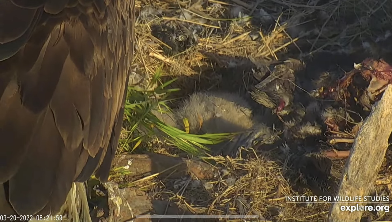 8C36DC63-EDEA-4E0F-B426-32CE4EDC151D