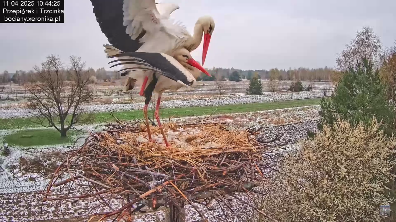 11042025bociany_20
