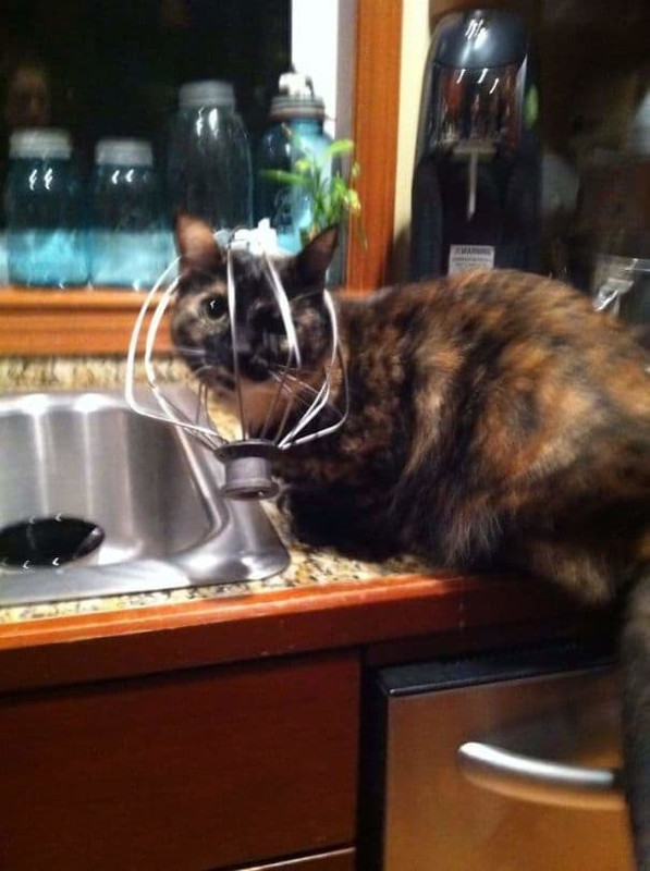 20 смешных зверей, которые очень удивили своих хозяев поутру