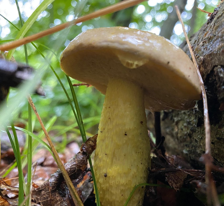 Spring Edible mushroom thread, share you mushroom pictures - Spring ...