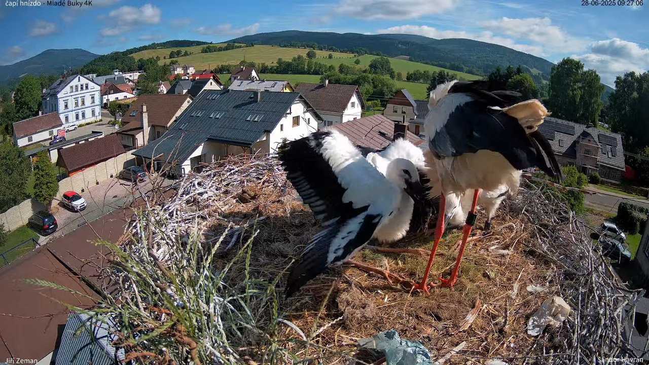 Tiešraides kamera — Mladé Buky — stārķa ligzda 4K 11-59-16 screenshot