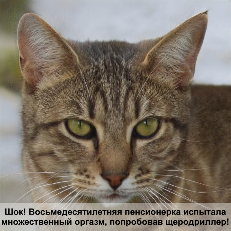 как почистить уши кошке