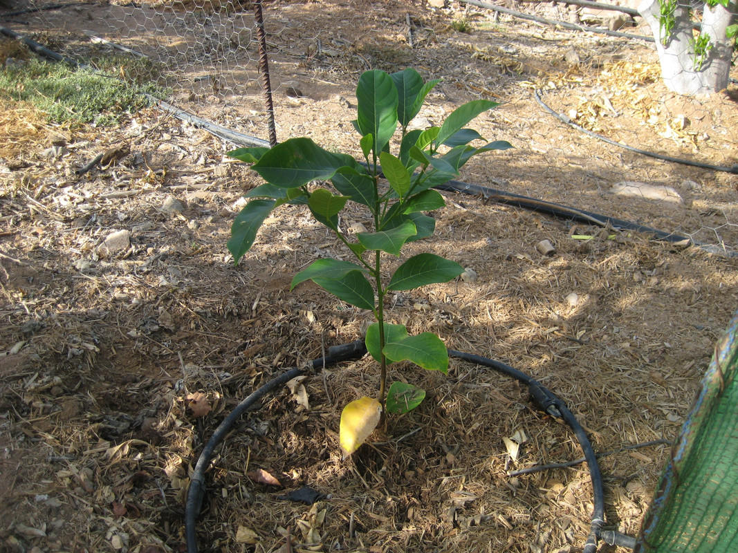 IMG_9930 Artocarpus heterophyllus (Amber seedlin
