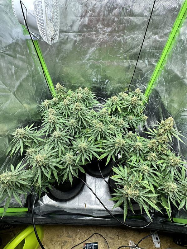 B1A2E6D3-6586-43BA-9A37-443754FC5BED