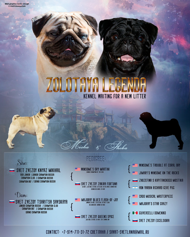 презентация мопсы