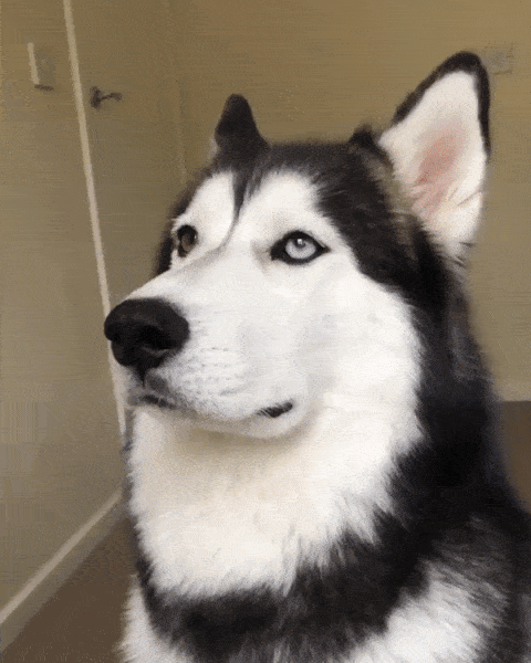 hhwr8s-X.gif