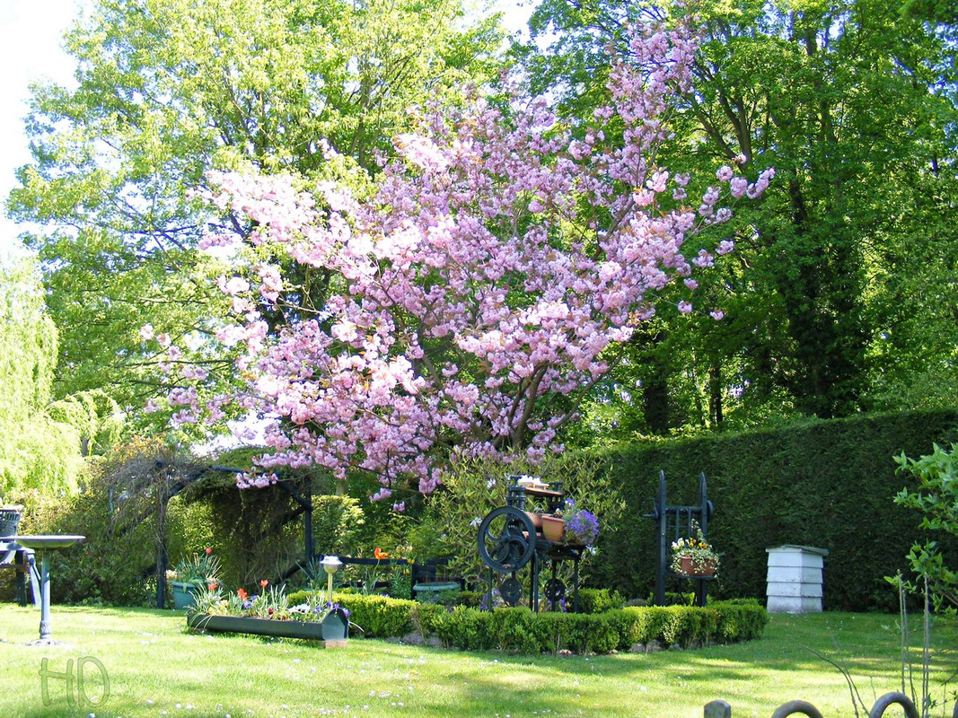 garden-cherry-blossom-HD.jpg