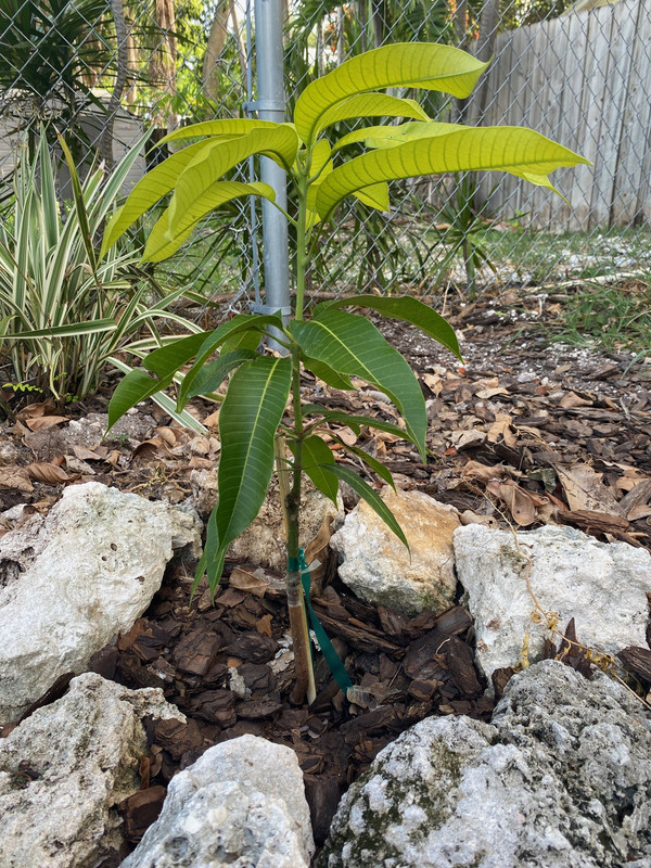 843 E2 C90 3 Dff 459 B B166 A5 A4376 Fad84 Postimages