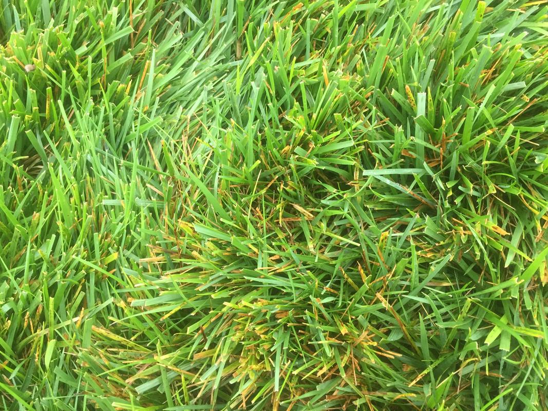 Fungus ID thread Page 15 The Lawn Forum