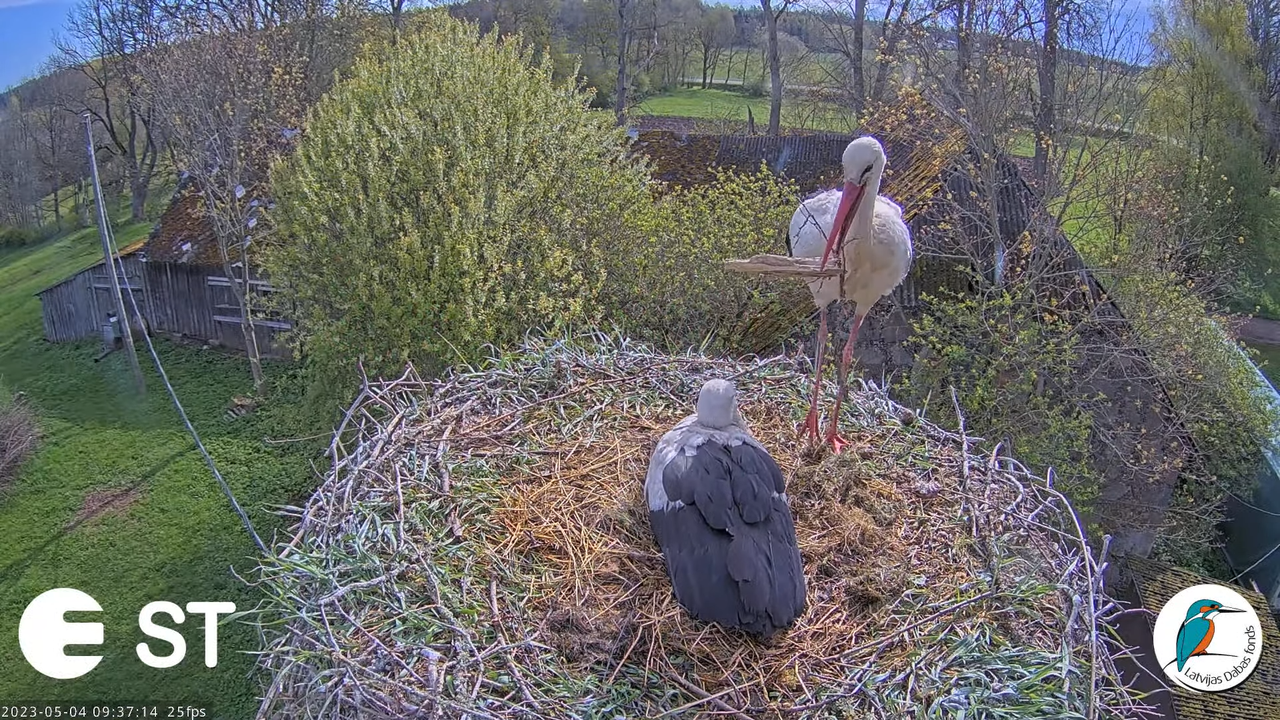 Baltie stārķi (Ciconia ciconia) Tukuma novadā - LDF tiešraide __ White storks in Tukums, Latvia 10-4
