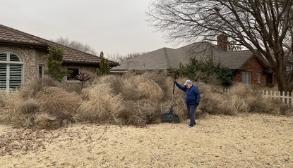 Combs-Tumbleweeds-Tommy