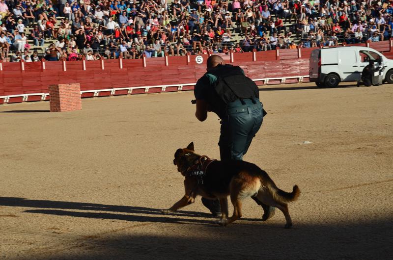 Exhibición Guardia Civil-30-9-2016 - Toledo y sus pueblos-1996/2026 (38)