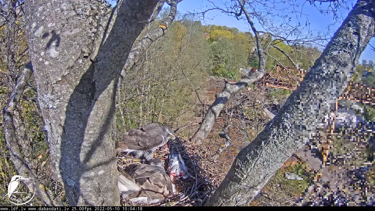 Vistu vanags (Accipiter gentilis) Rīgā - LDF tiešraide __ Goshawks, Riga, Latvia 15-31-55 screenshot