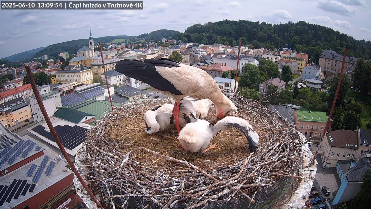 Živě z čapího hnízda na pivovarském komíně v Trutnově 15-42-58 screenshot
