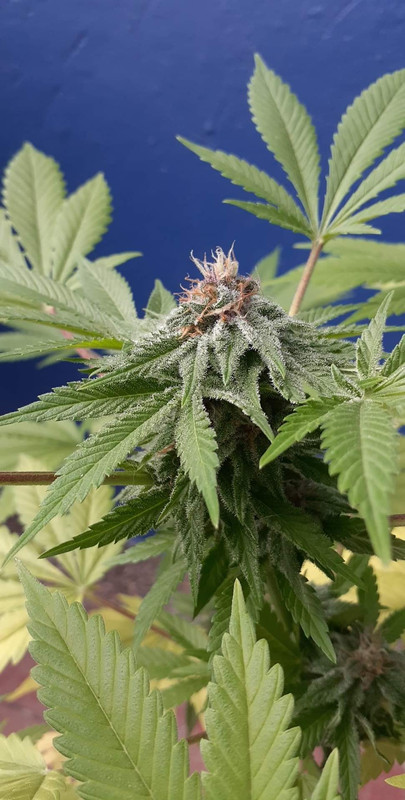 received_1356226331535683