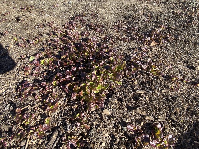 [Image: 0-F1-C649-A-C7-C8-44-E4-9-B30-004-A3927-A443.jpg]